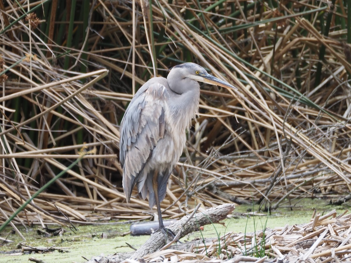 Great Blue Heron - ML620507365