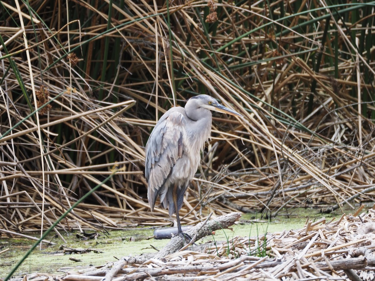 Great Blue Heron - ML620507366