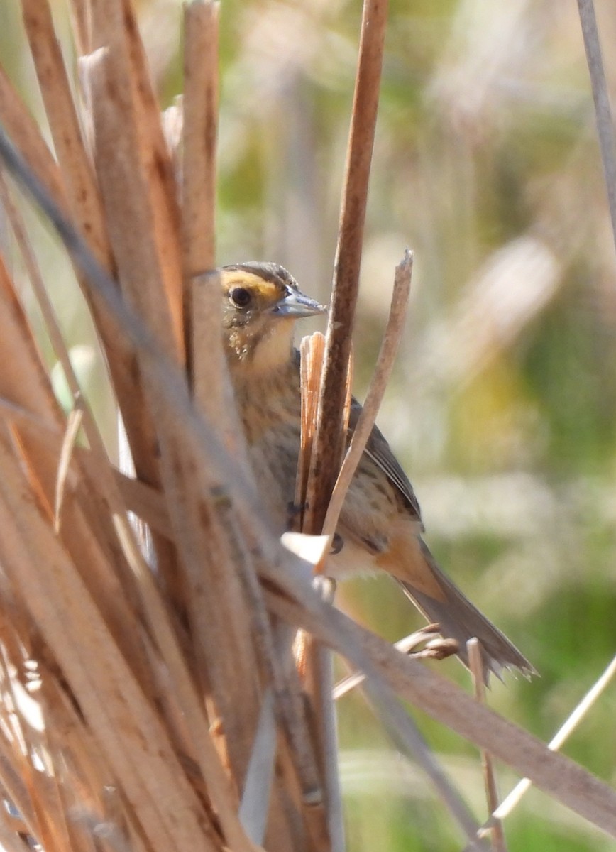 Nelson's Sparrow - ML620507368