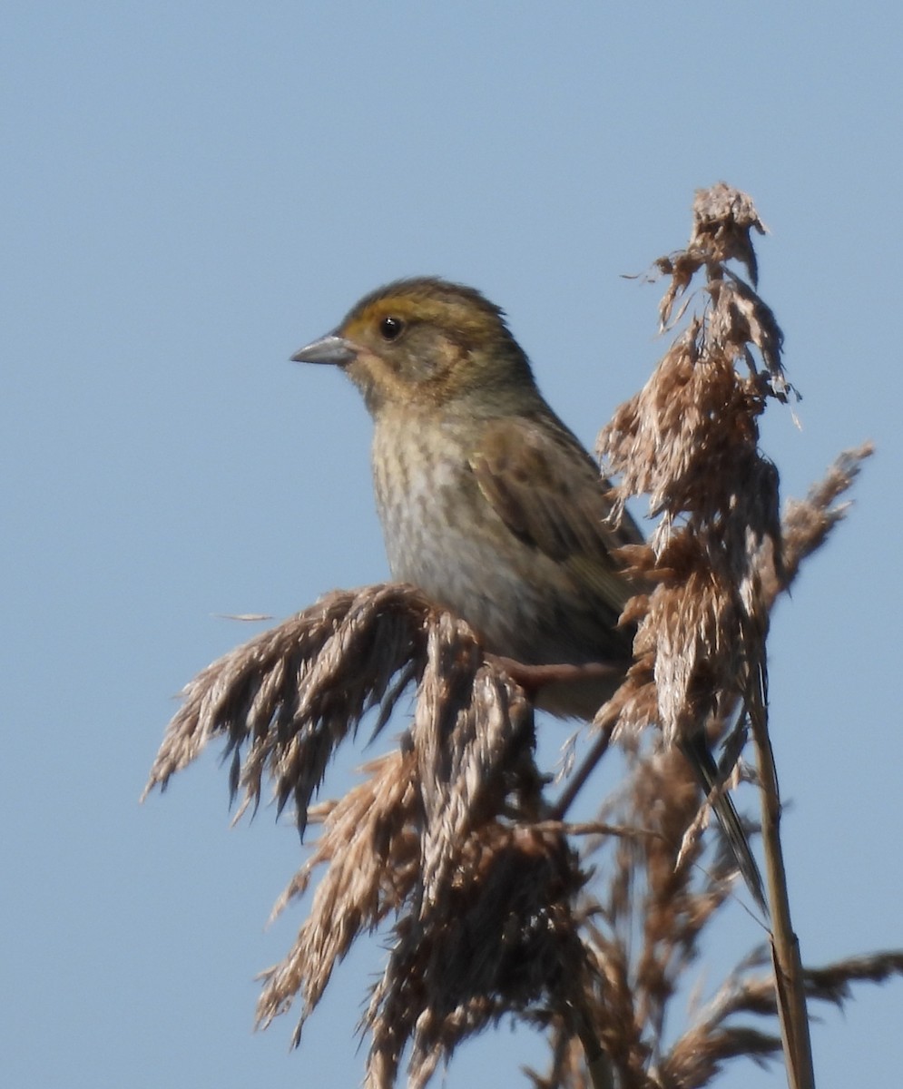 Nelson's Sparrow - ML620507369