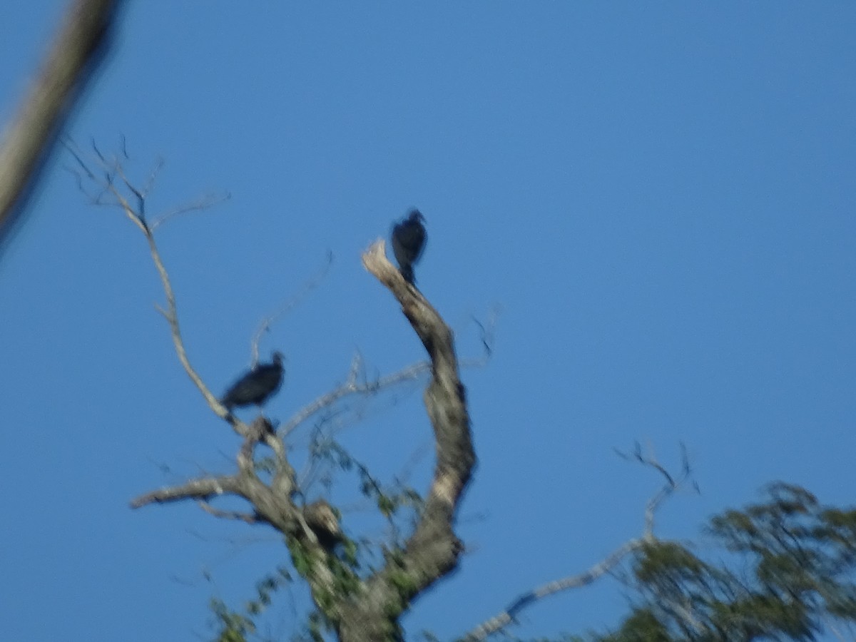 Black Vulture - ML620507374