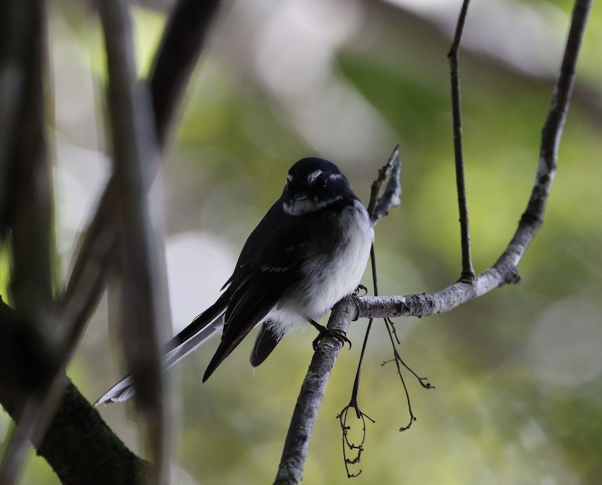 Gray Fantail - ML620507378