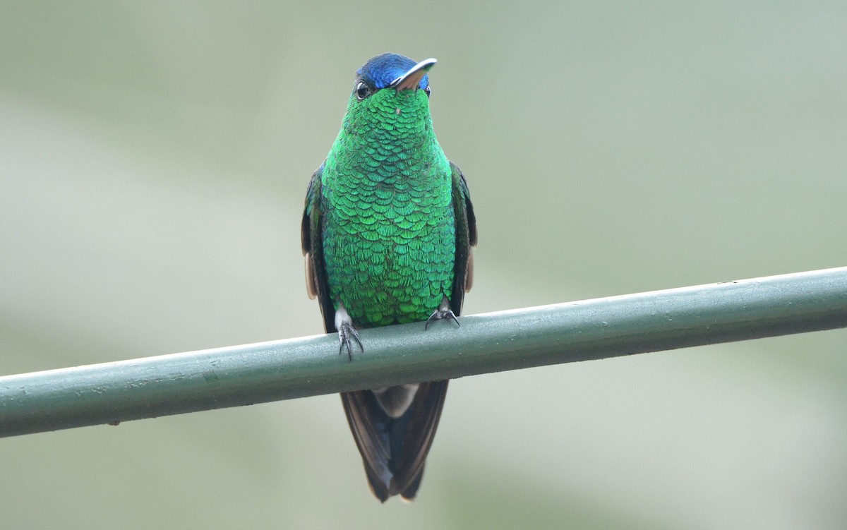 kolibřík indigovohlavý - ML620507380