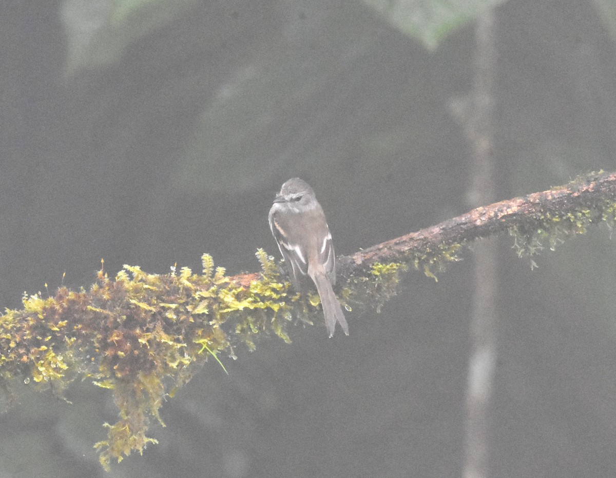 Mouse-gray Flycatcher - ML620507381