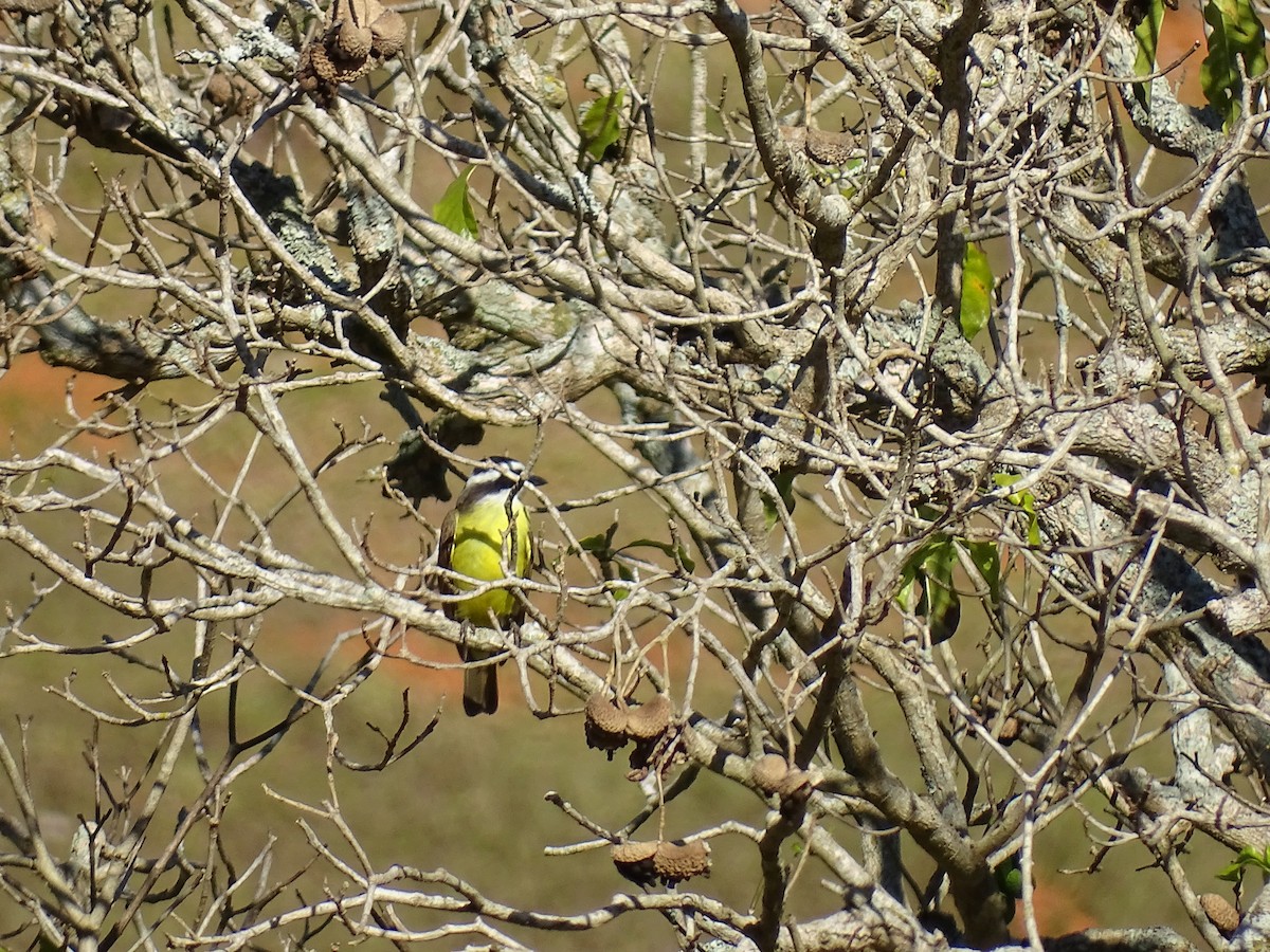 Great Kiskadee - ML620507393