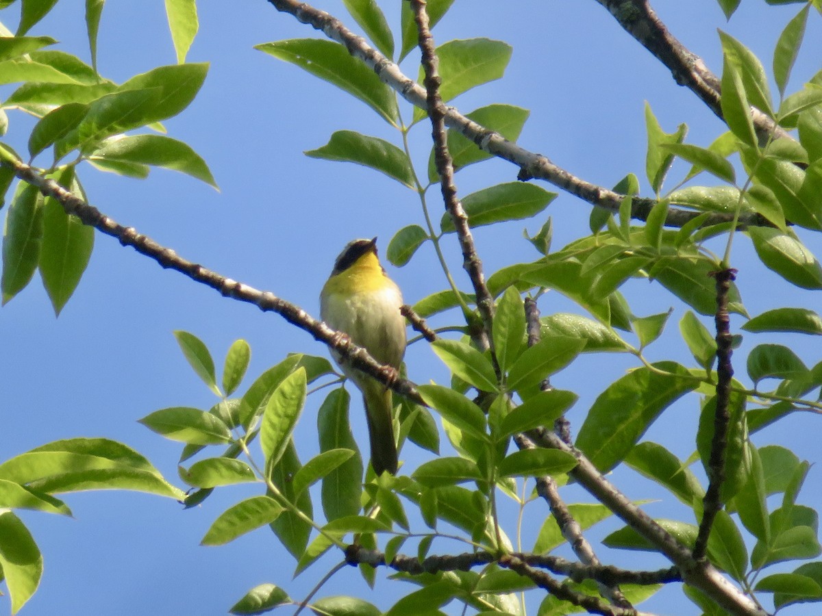 Common Yellowthroat - Christine Cote