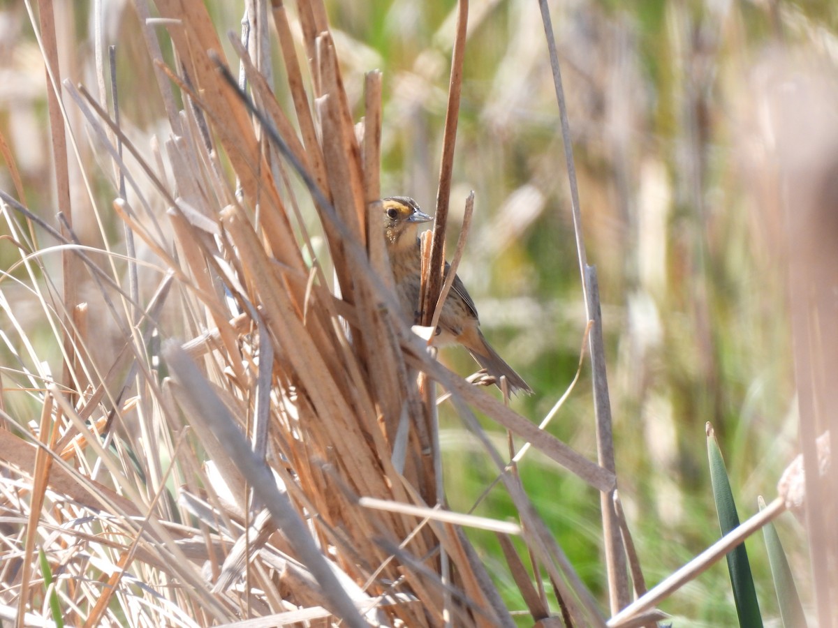 Nelson's Sparrow - ML620507405