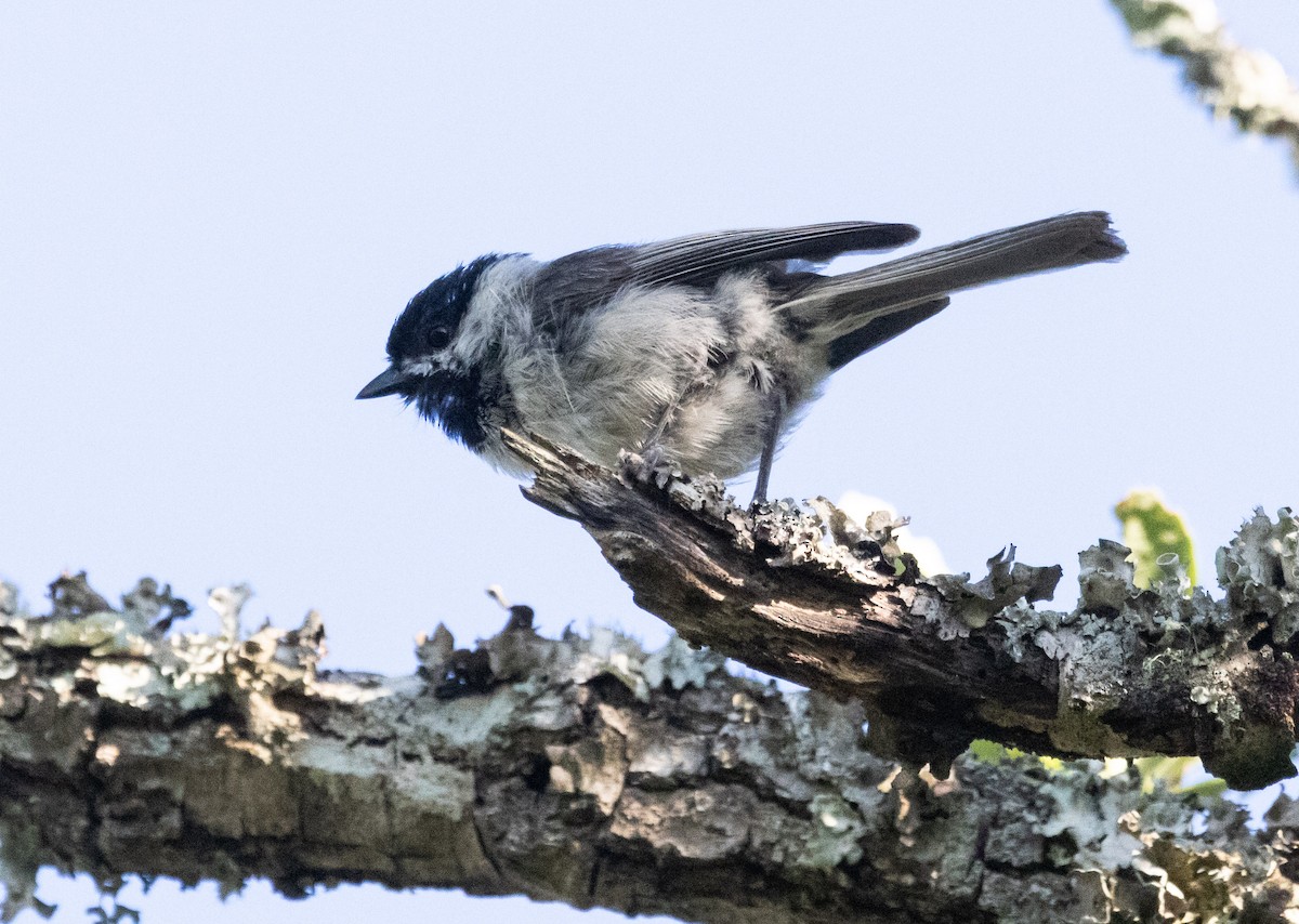 Carolina Chickadee - ML620507406