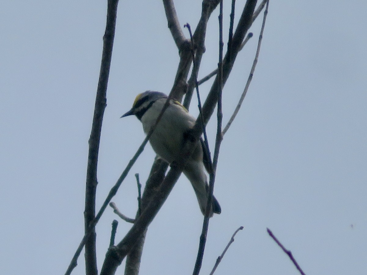 Golden-winged Warbler - ML620507407