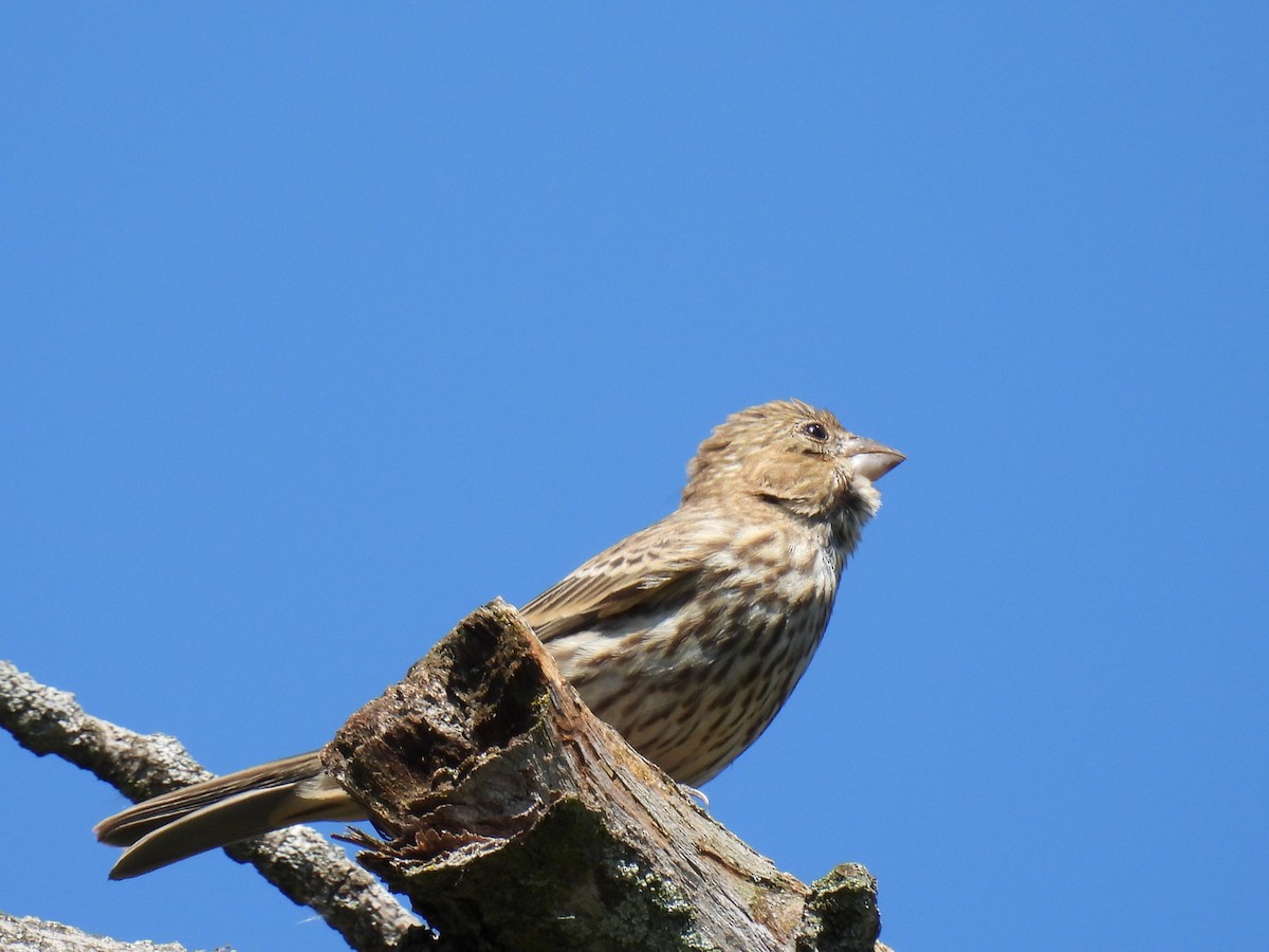 House Finch - ML620507411