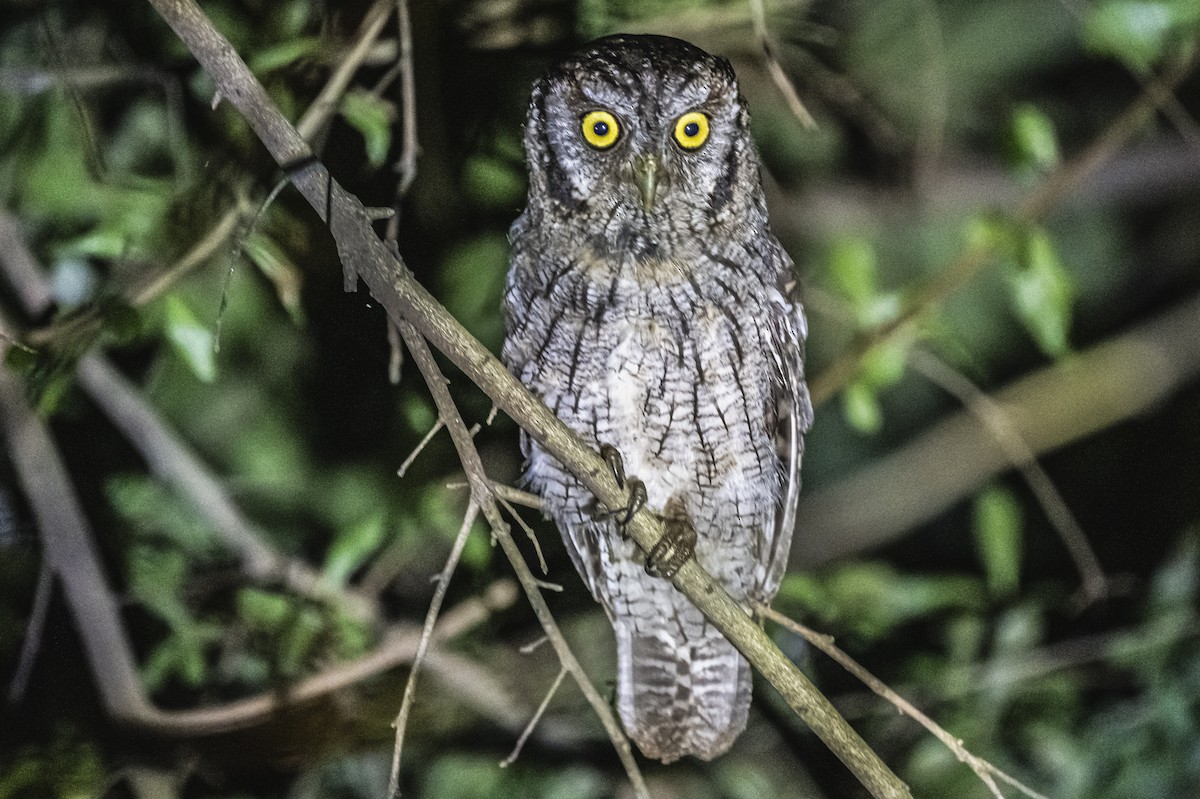 Tropical Screech-Owl - ML620507414