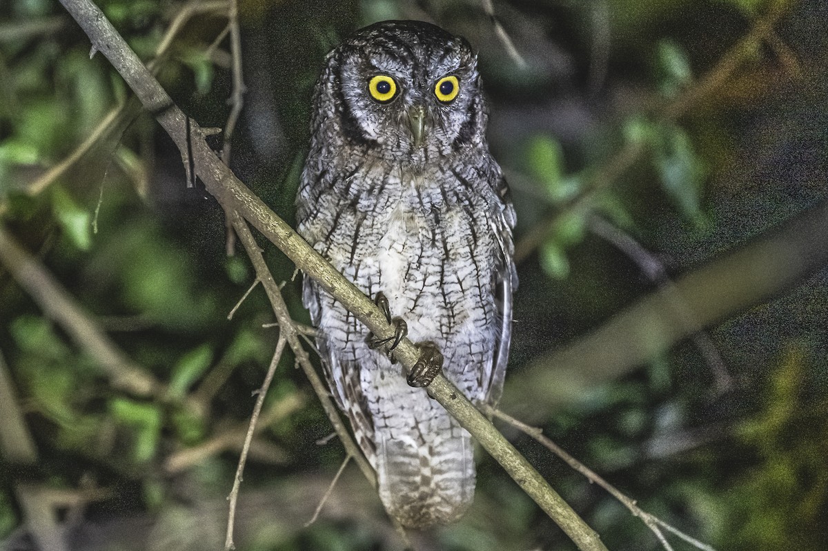 Tropical Screech-Owl - ML620507416