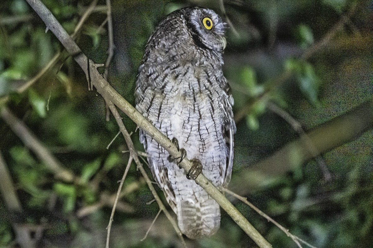 Tropical Screech-Owl - ML620507417