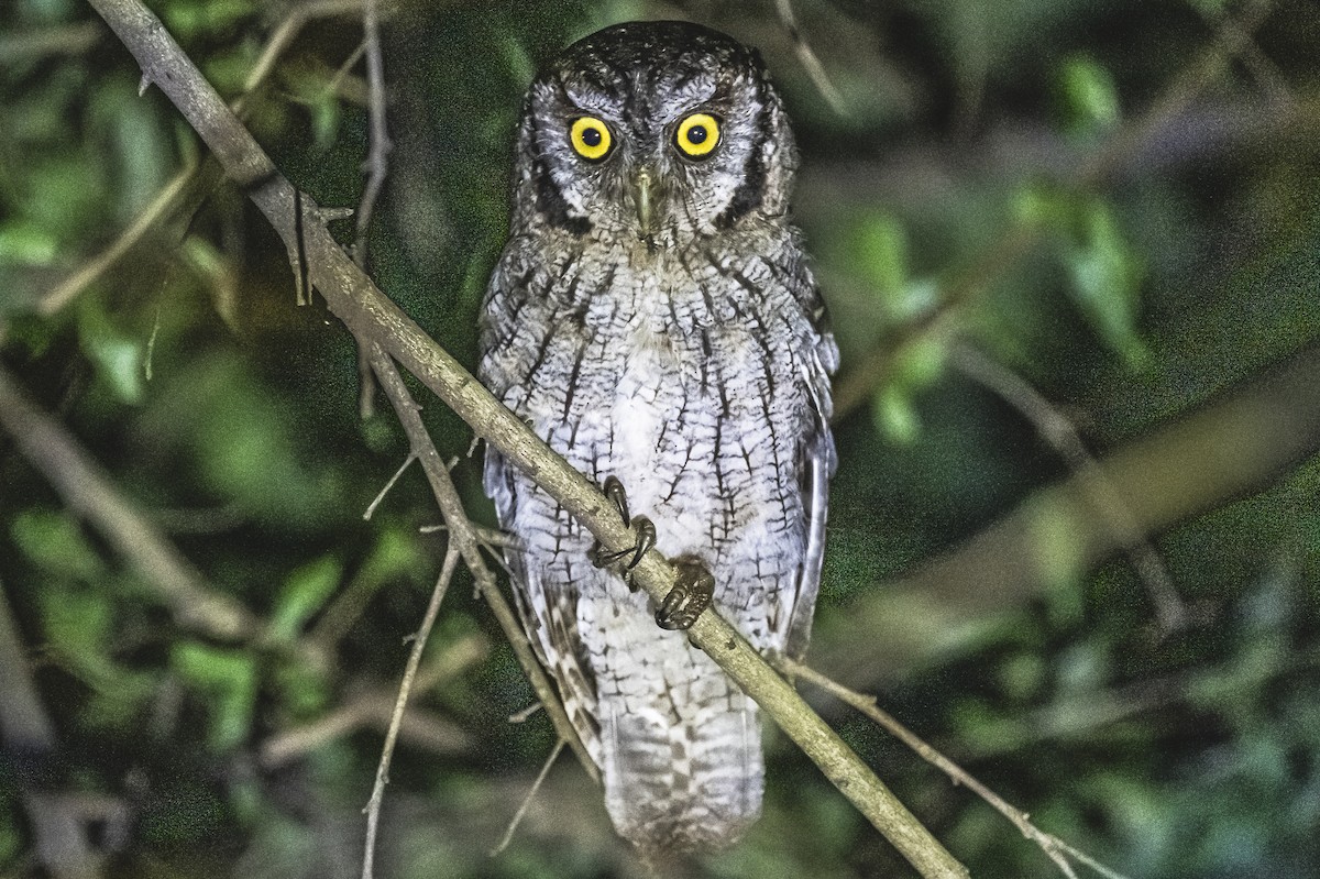 Tropical Screech-Owl - ML620507418