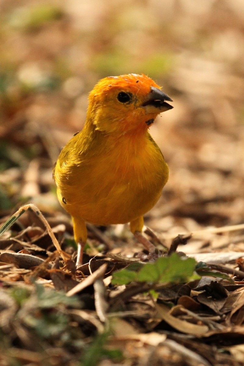 Saffron Finch - ML620507422