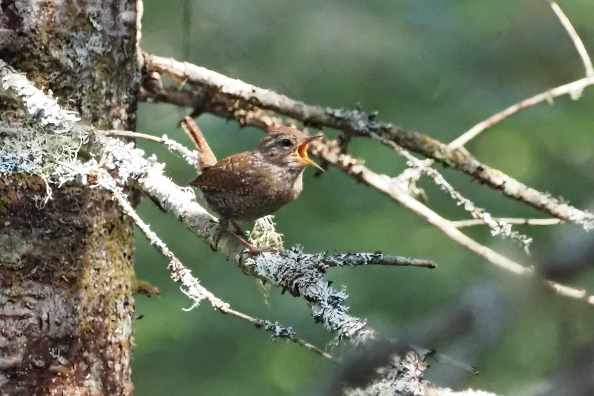 Troglodyte des forêts - ML620507425