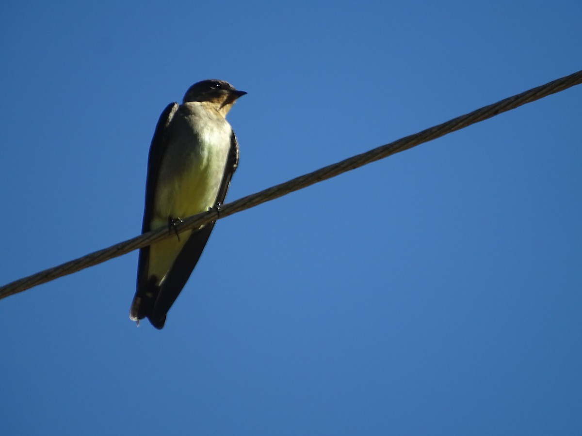 Southern Rough-winged Swallow - ML620507446