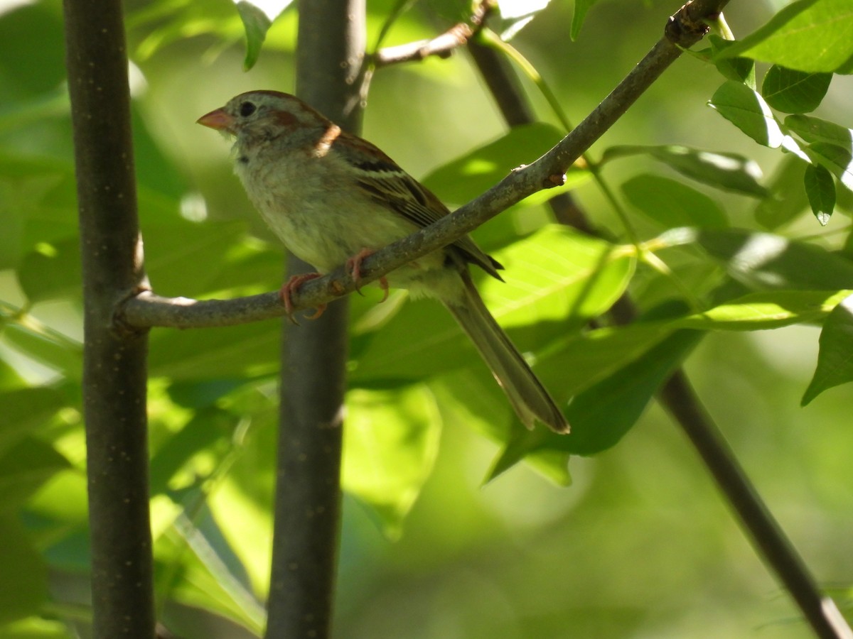Field Sparrow - ML620507447