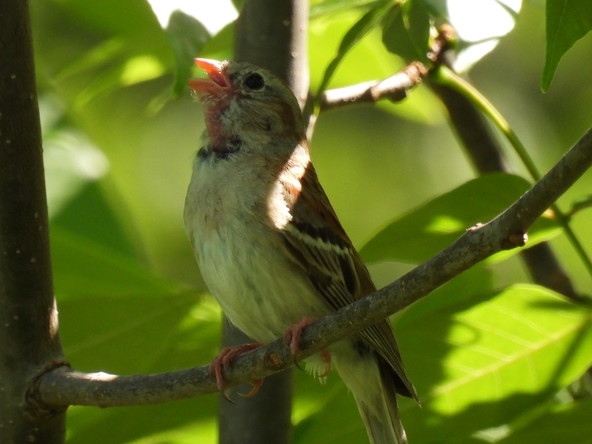 Field Sparrow - ML620507448