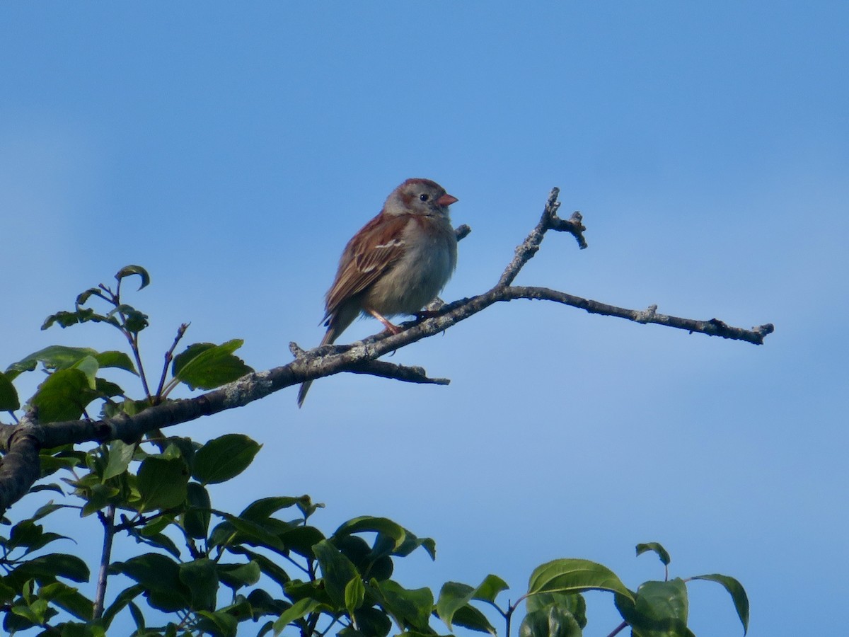 Field Sparrow - ML620507449