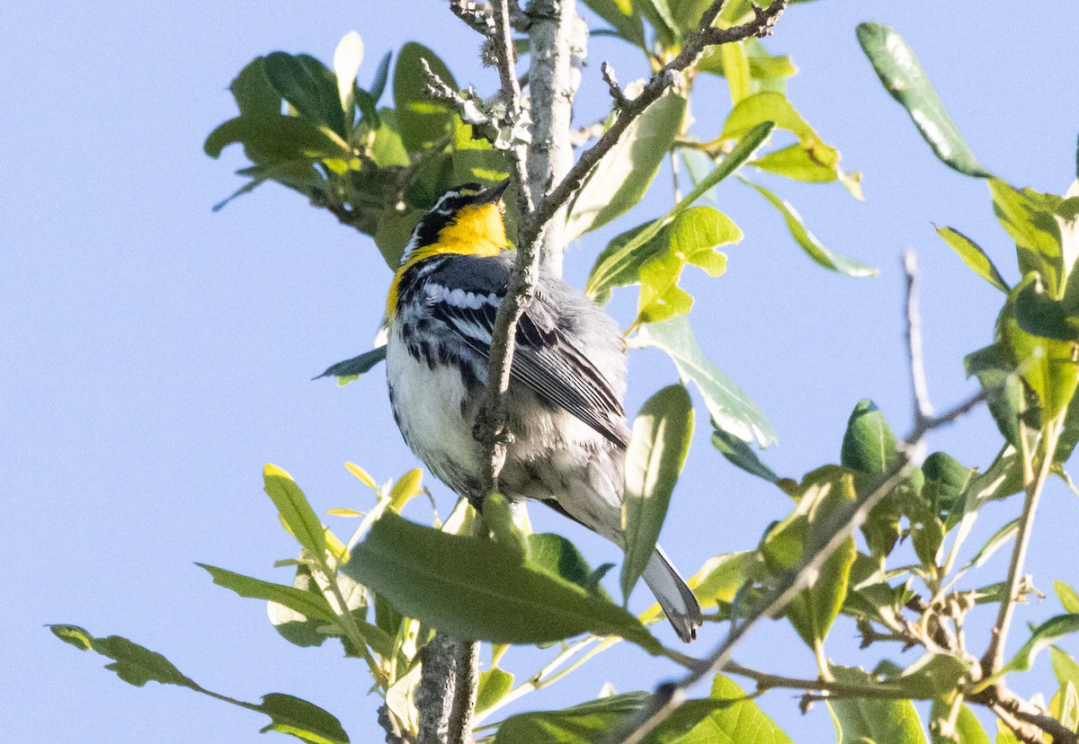 Yellow-throated Warbler - Timothy Aarons