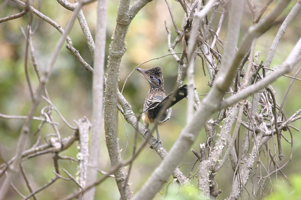 Lesser Roadrunner - ML620507454