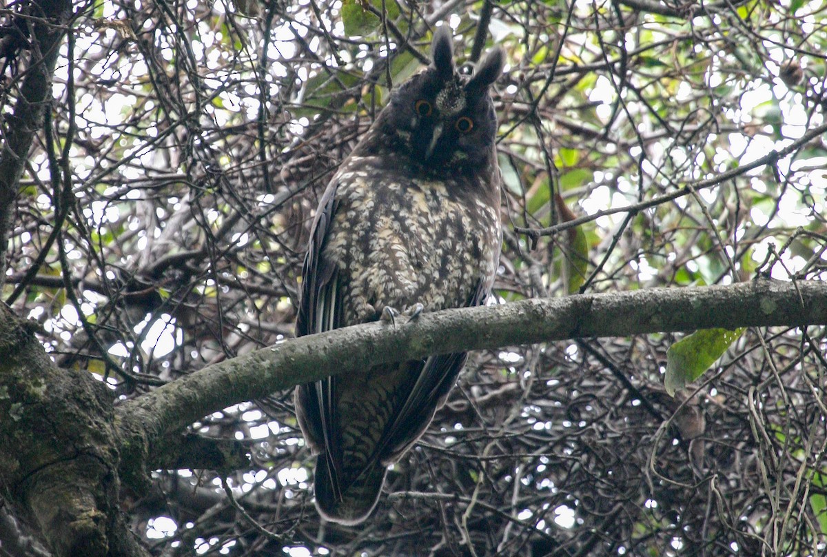 Hibou maître-bois - ML620507455