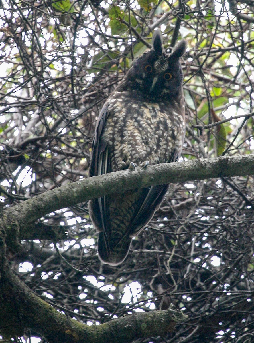 Hibou maître-bois - ML620507456