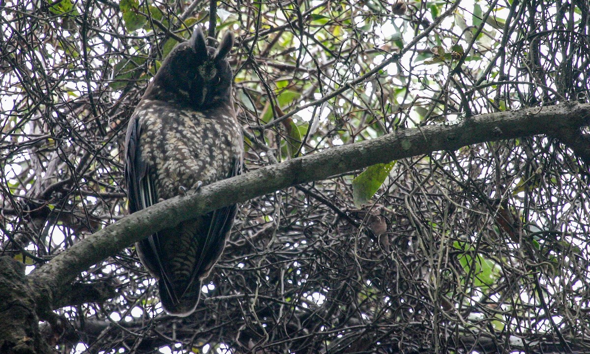 Stygian Owl - Chris Wood