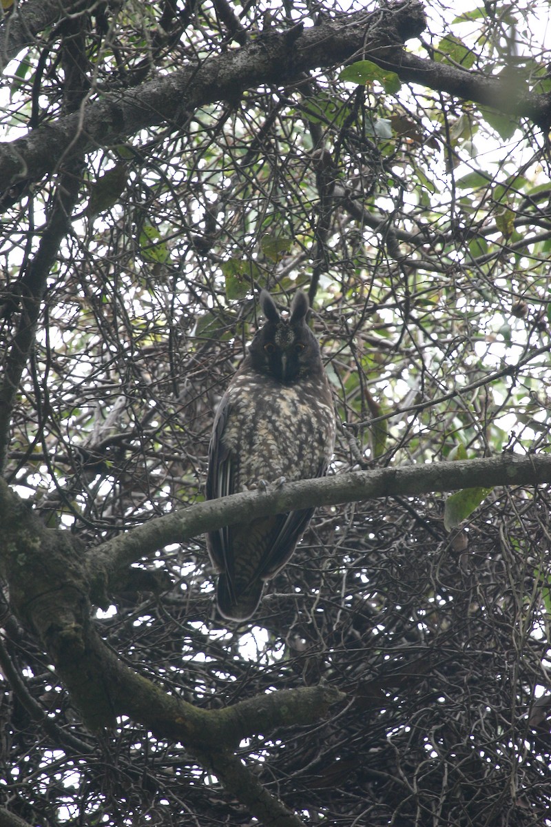 Hibou maître-bois - ML620507459