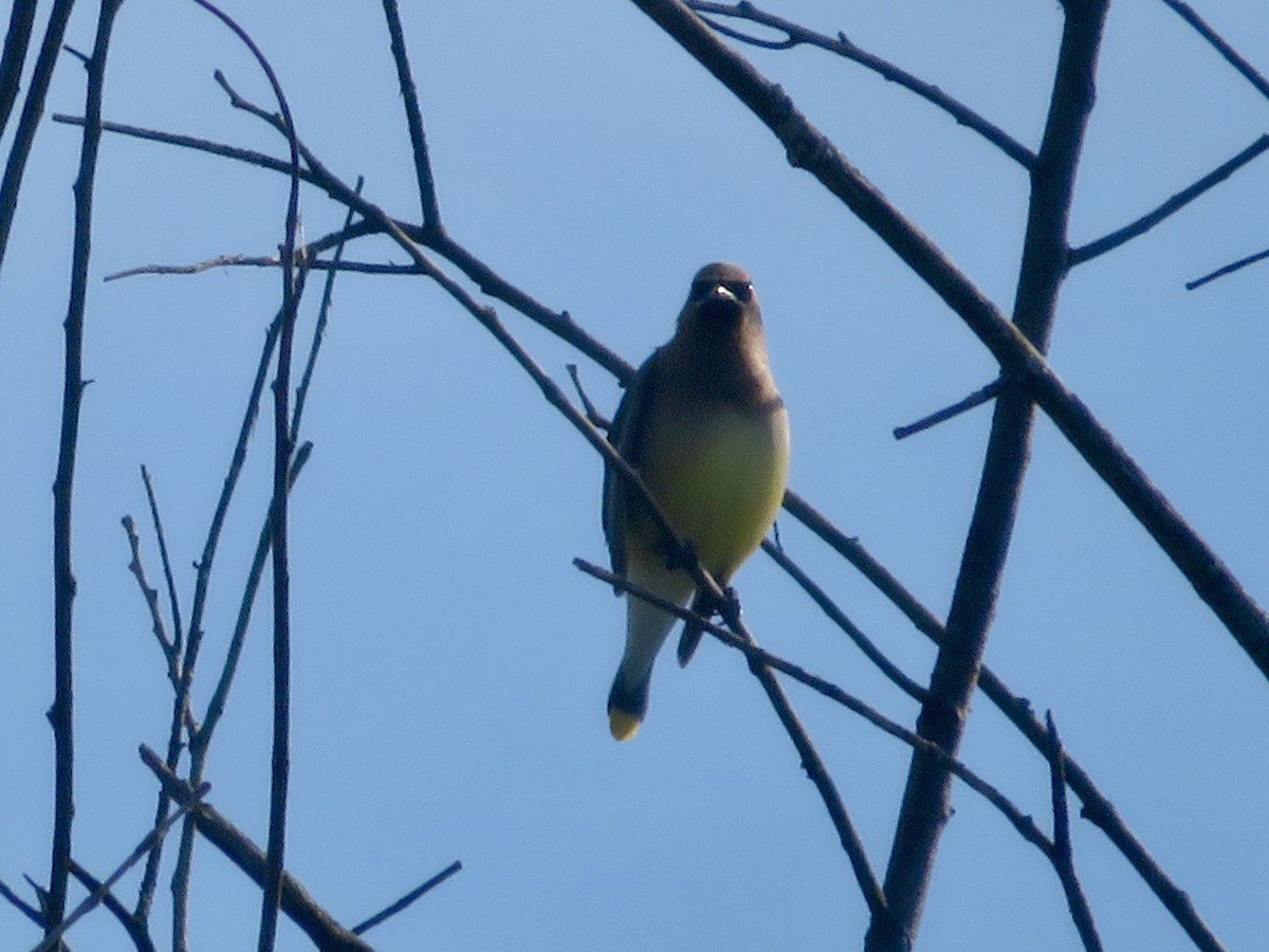 Cedar Waxwing - ML620507460