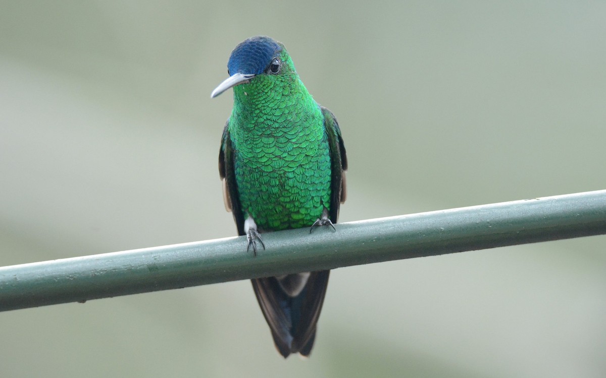 Indigo-capped Hummingbird - ML620507462