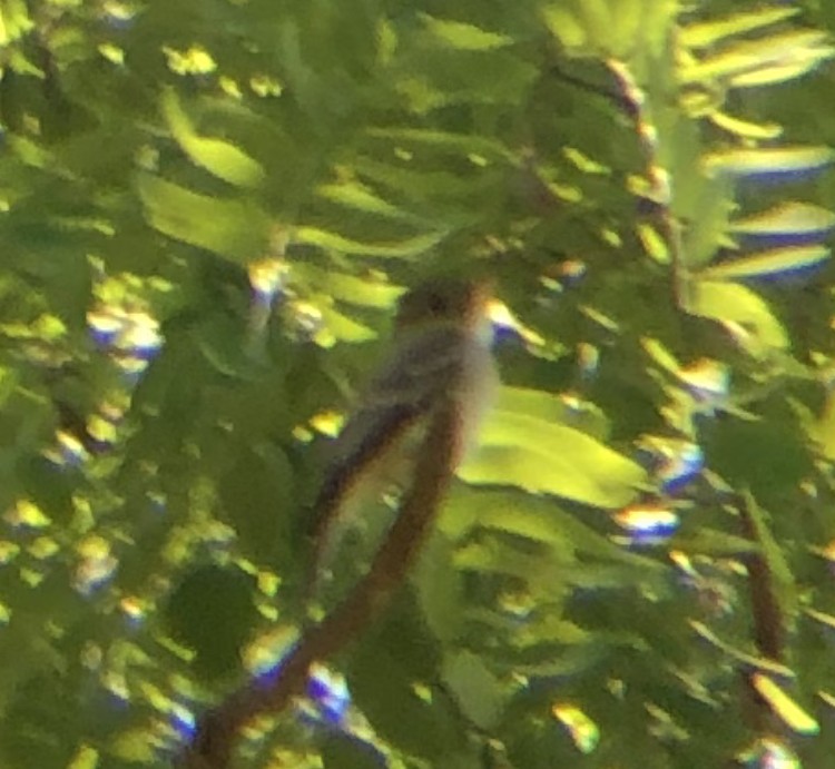 Eastern Wood-Pewee - ML620507467