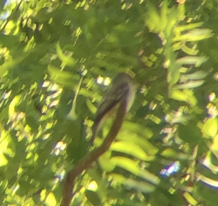 Eastern Wood-Pewee - ML620507469