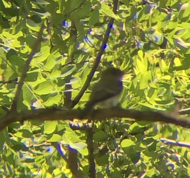 Eastern Wood-Pewee - ML620507471