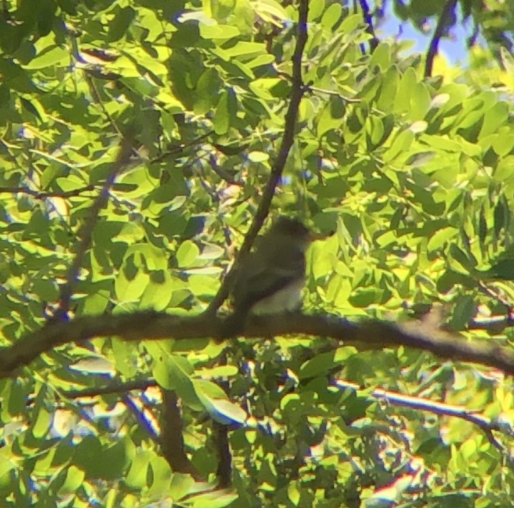 Eastern Wood-Pewee - ML620507472