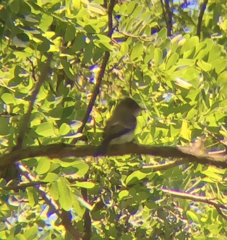 Eastern Wood-Pewee - ML620507475