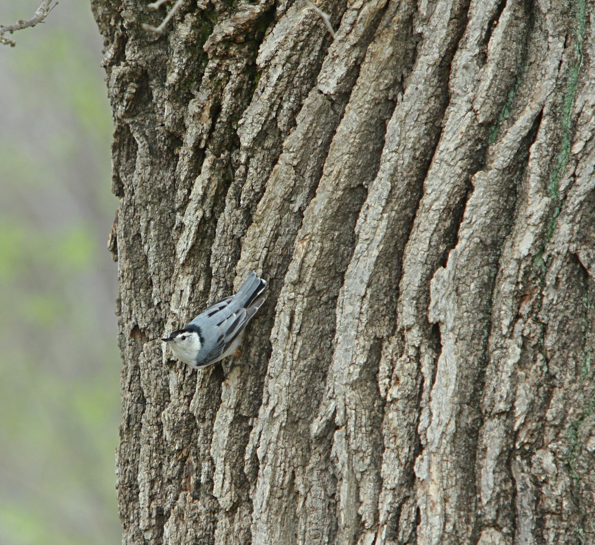 White-breasted Nuthatch - ML620507484