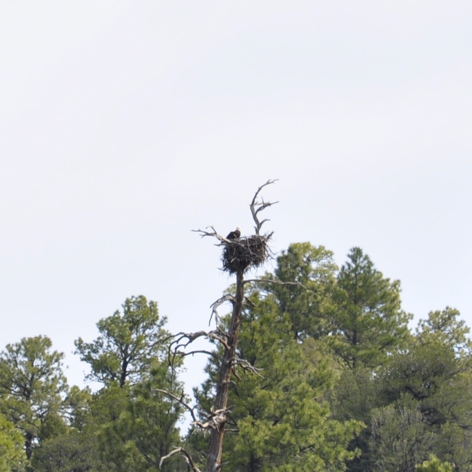 Bald Eagle - ML620507495