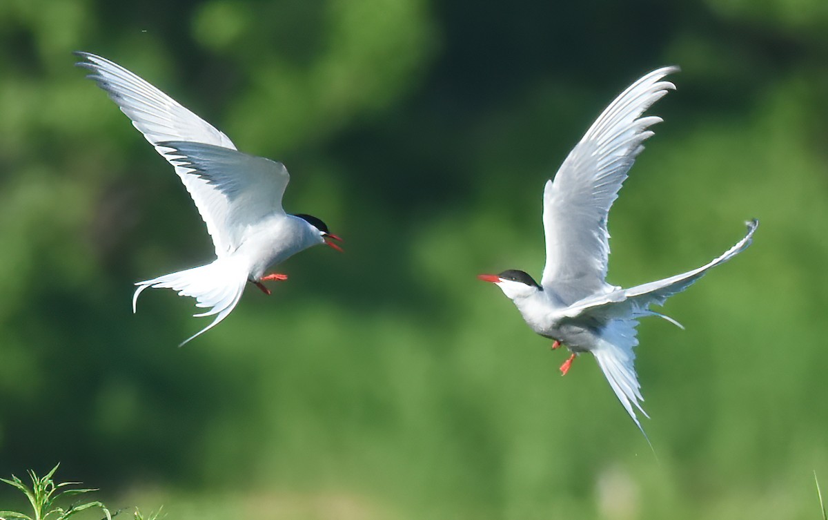 Arctic Tern - ML620507497