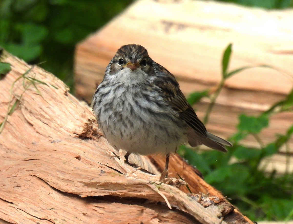 Chipping Sparrow - Corvus 𓄿