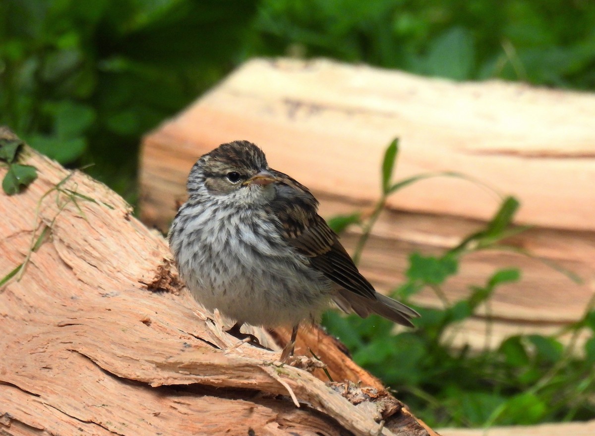 Chipping Sparrow - ML620507502