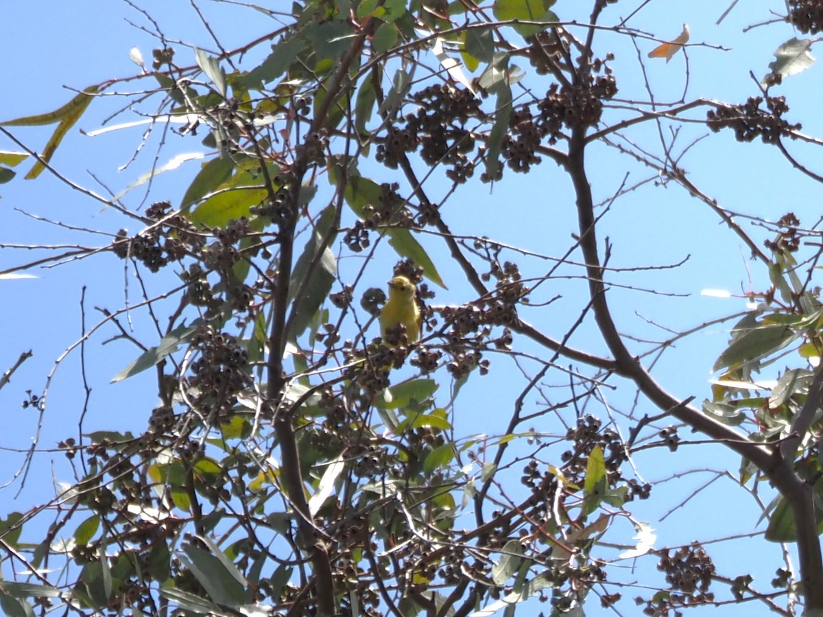 Yellow Warbler - ML620507511