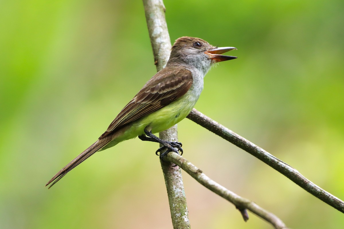 Brown-crested Flycatcher - Deyner Carreto