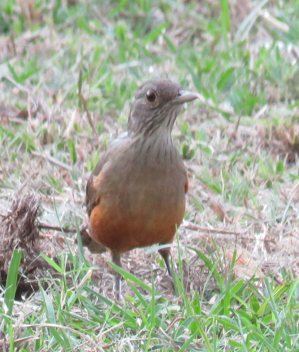 Rufous-bellied Thrush - ML620507519