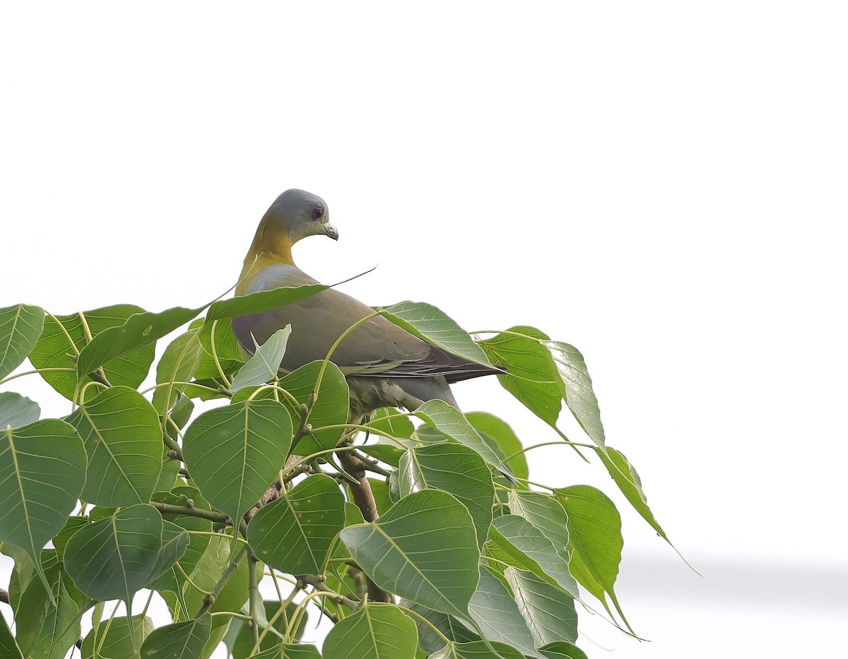 Yellow-footed Green-Pigeon - ML620507524
