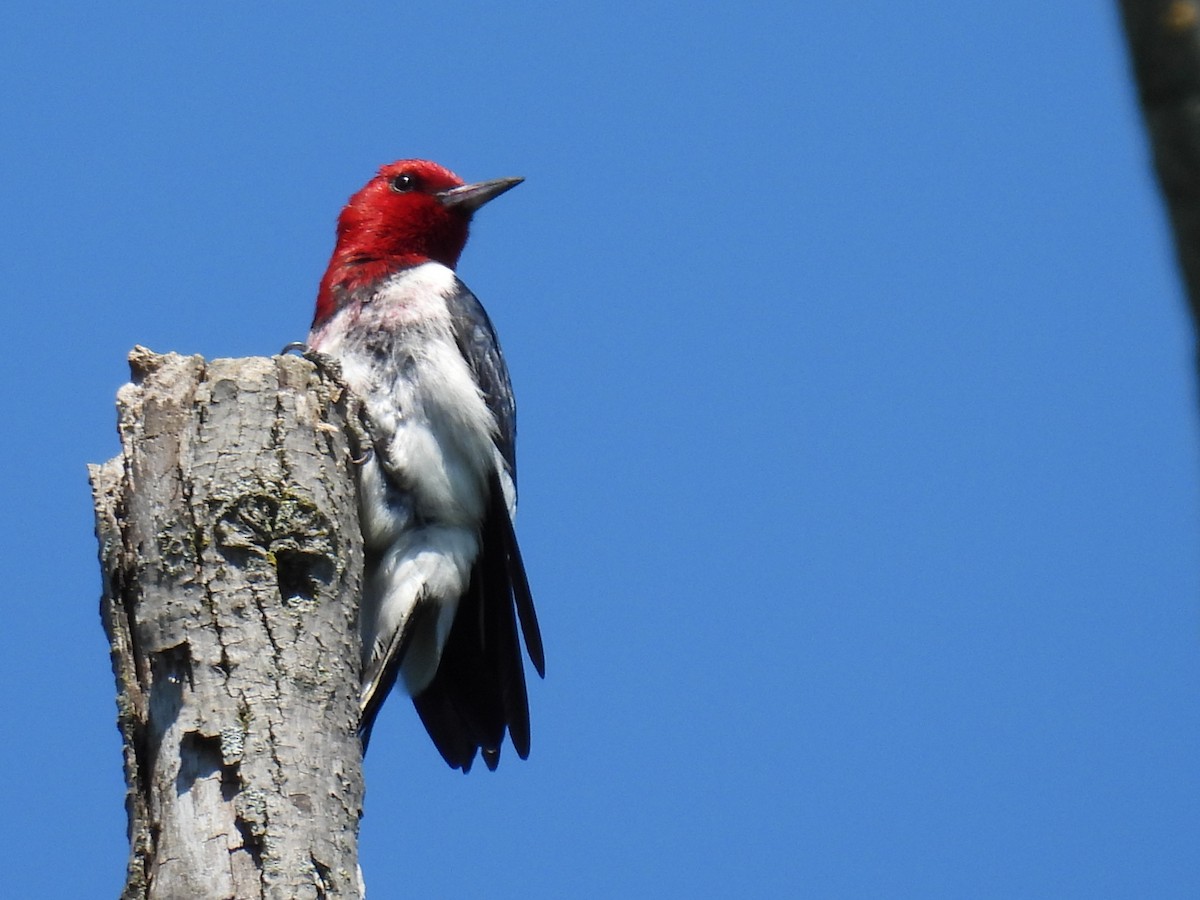 Red-headed Woodpecker - ML620507535