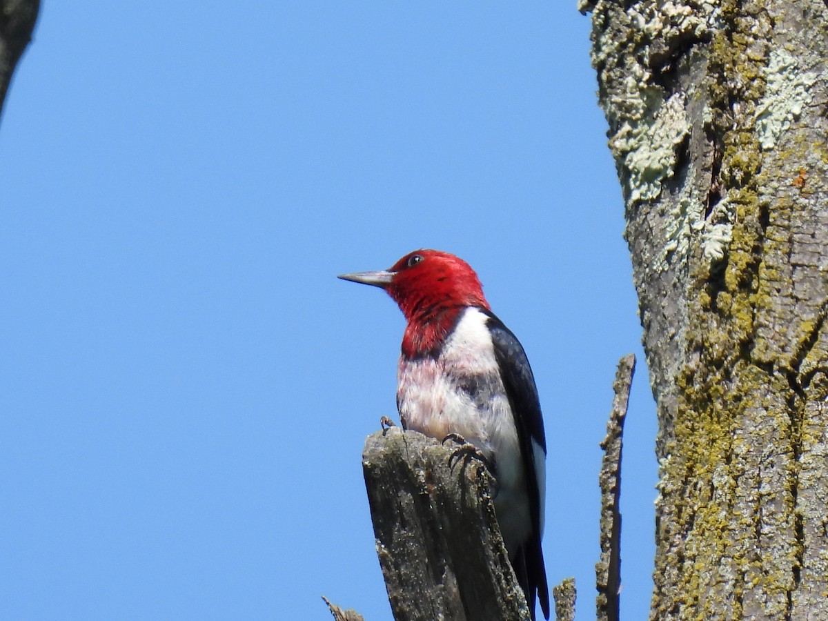 Red-headed Woodpecker - ML620507536