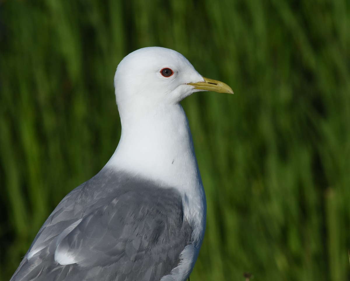 Short-billed Gull - ML620507540