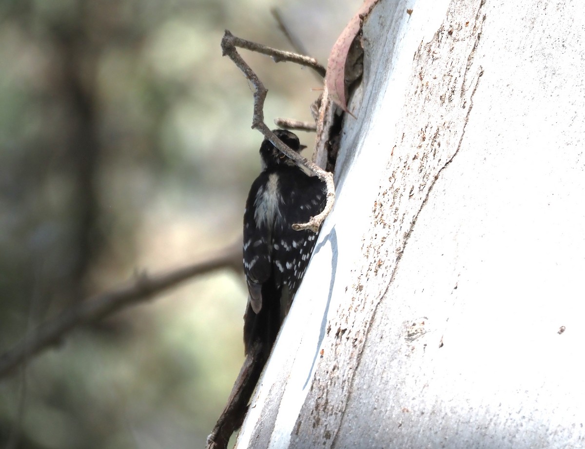 Downy Woodpecker - ML620507542